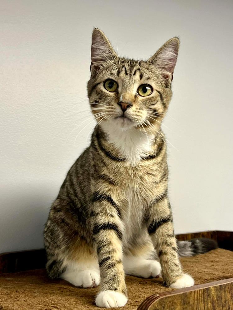 Enlarge Stapleton, a Adoptable mixed breed in Jackson, GA image 5/6