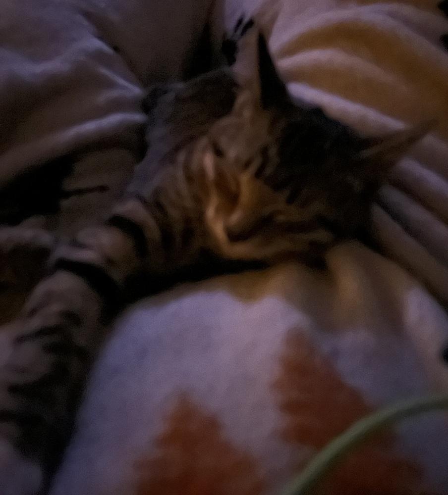 Enlarge Stapleton, a Adoptable mixed breed in Jackson, GA image 3/6