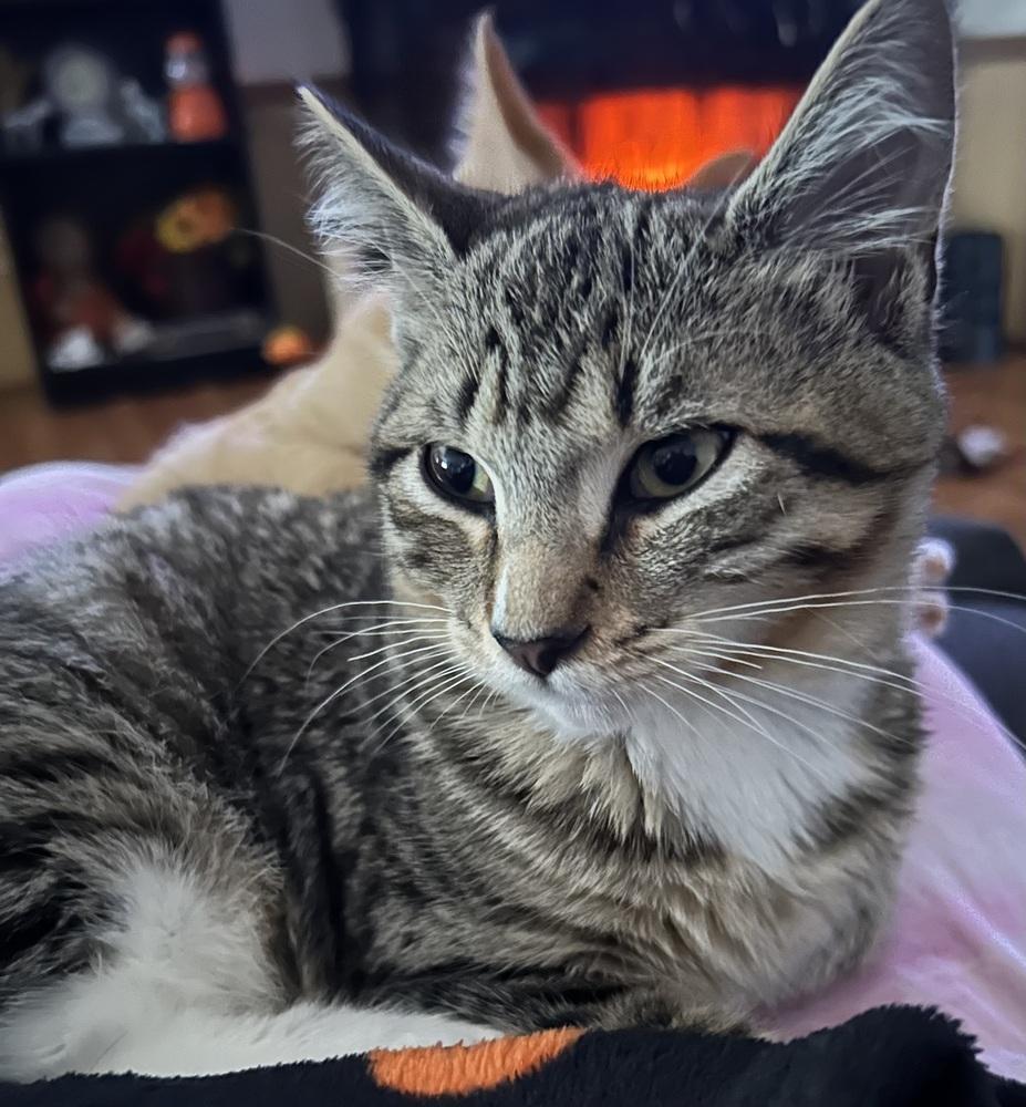 Enlarge Stapleton, a Adoptable mixed breed in Jackson, GA image 4/6