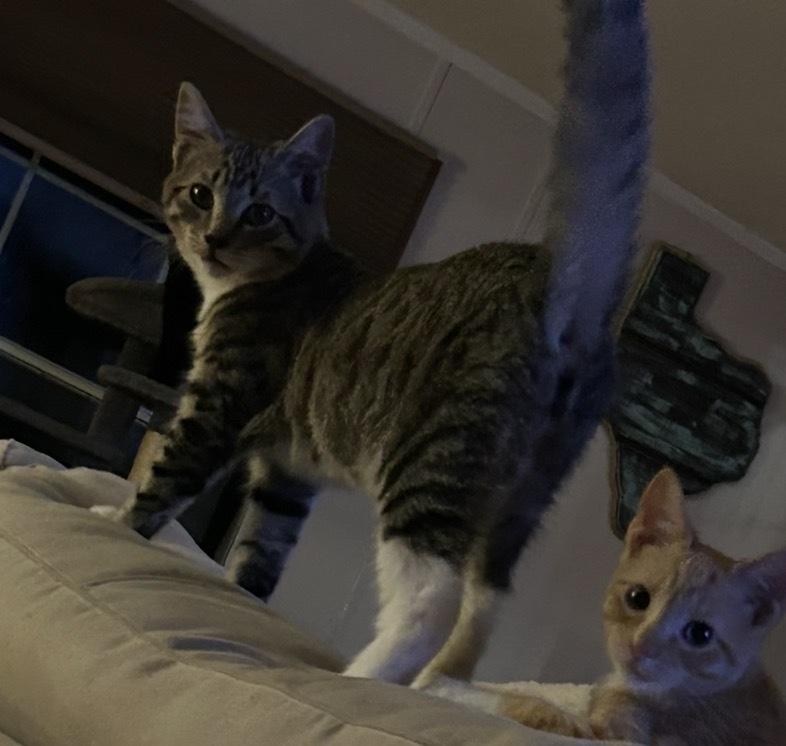 Enlarge Stapleton, a Adoptable mixed breed in Jackson, GA image 6/6