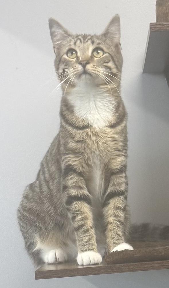 Enlarge Stapleton, a Adoptable mixed breed in Jackson, GA image 6/6