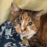 Enlarge Lucy, an adopted Domestic Short Hair in Lansing, MI image 1/1