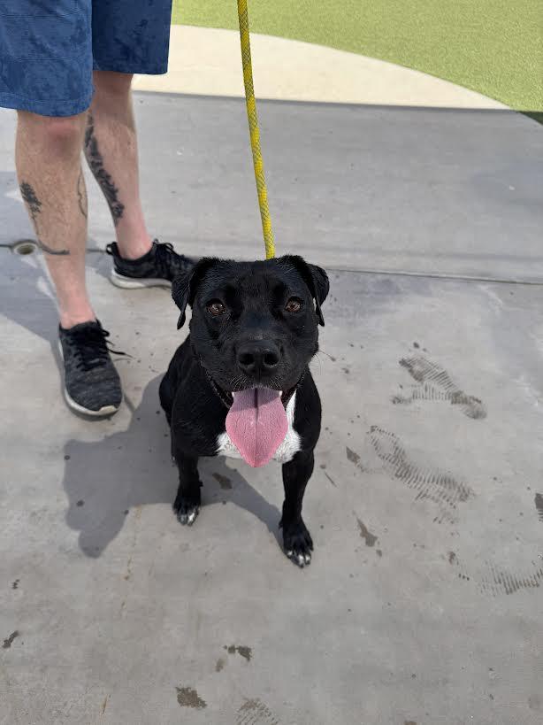 Enlarge Destiny, a Adopted mixed breed in Chandler, AZ image 1/2