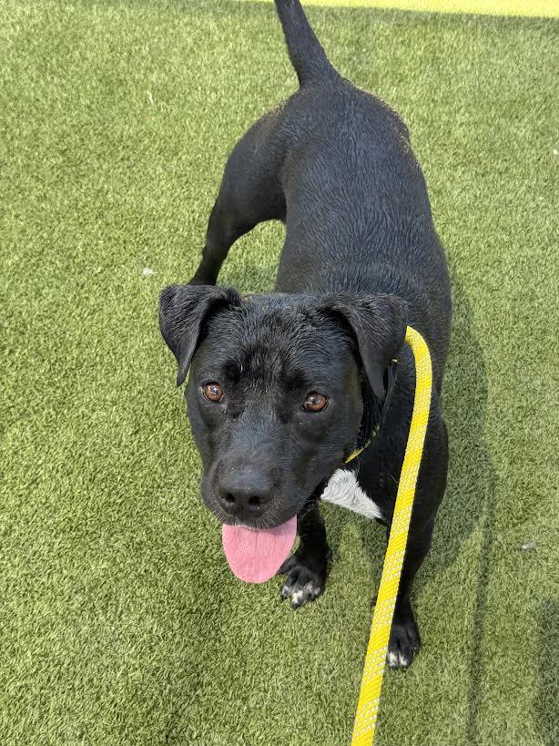 Enlarge Destiny, a Adopted mixed breed in Chandler, AZ image 2/2