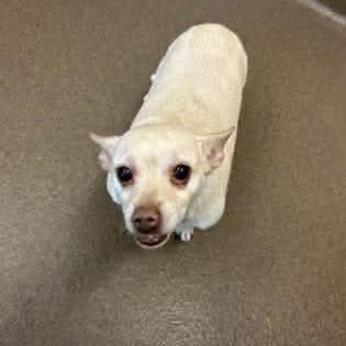 Chicory — thumbnail 3