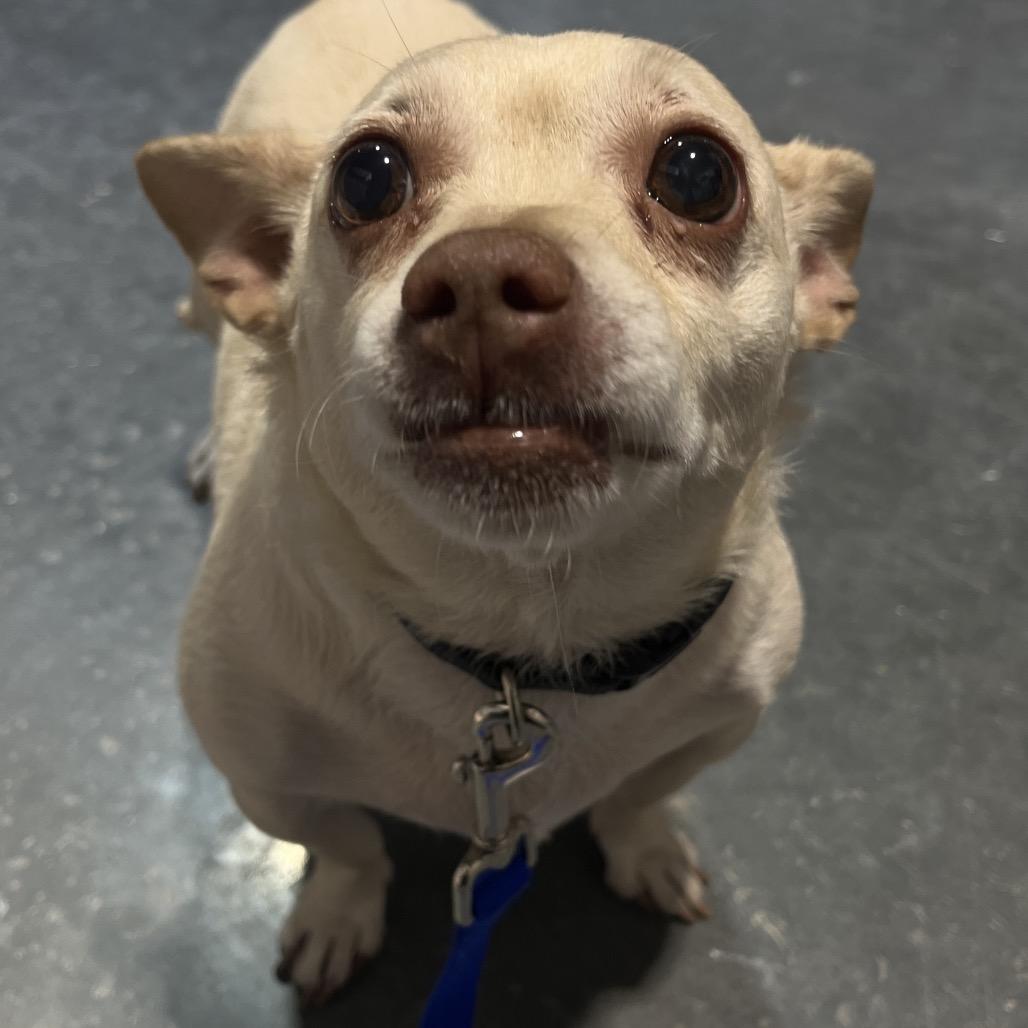 Chicory — thumbnail 4