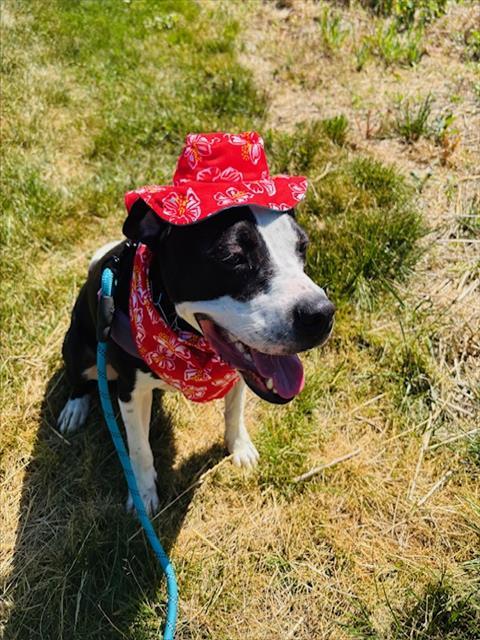 MILTY, Adoptable, Adult Male Mixed Breed.