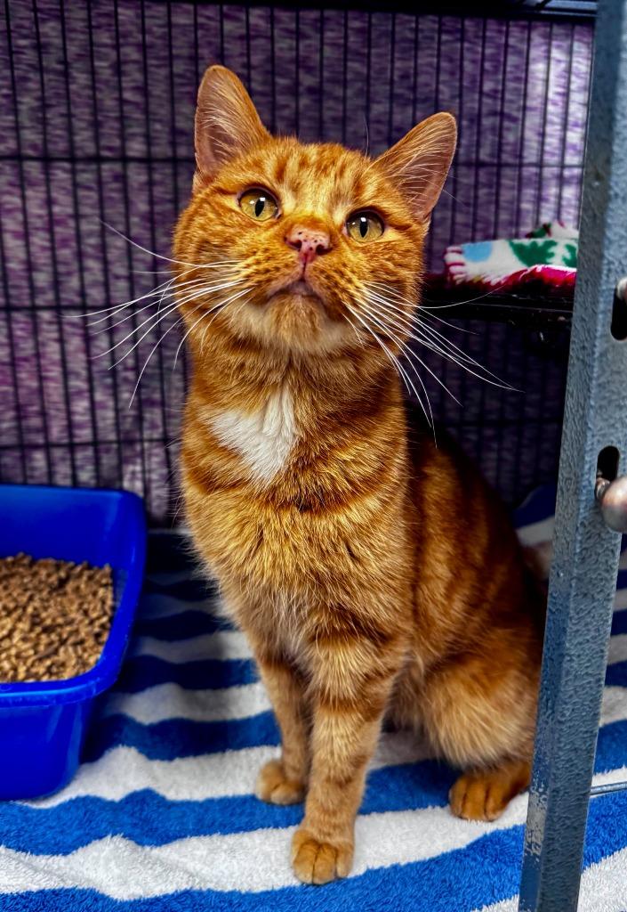 Speckles, Adoptable, Adult Female Domestic Short Hair.