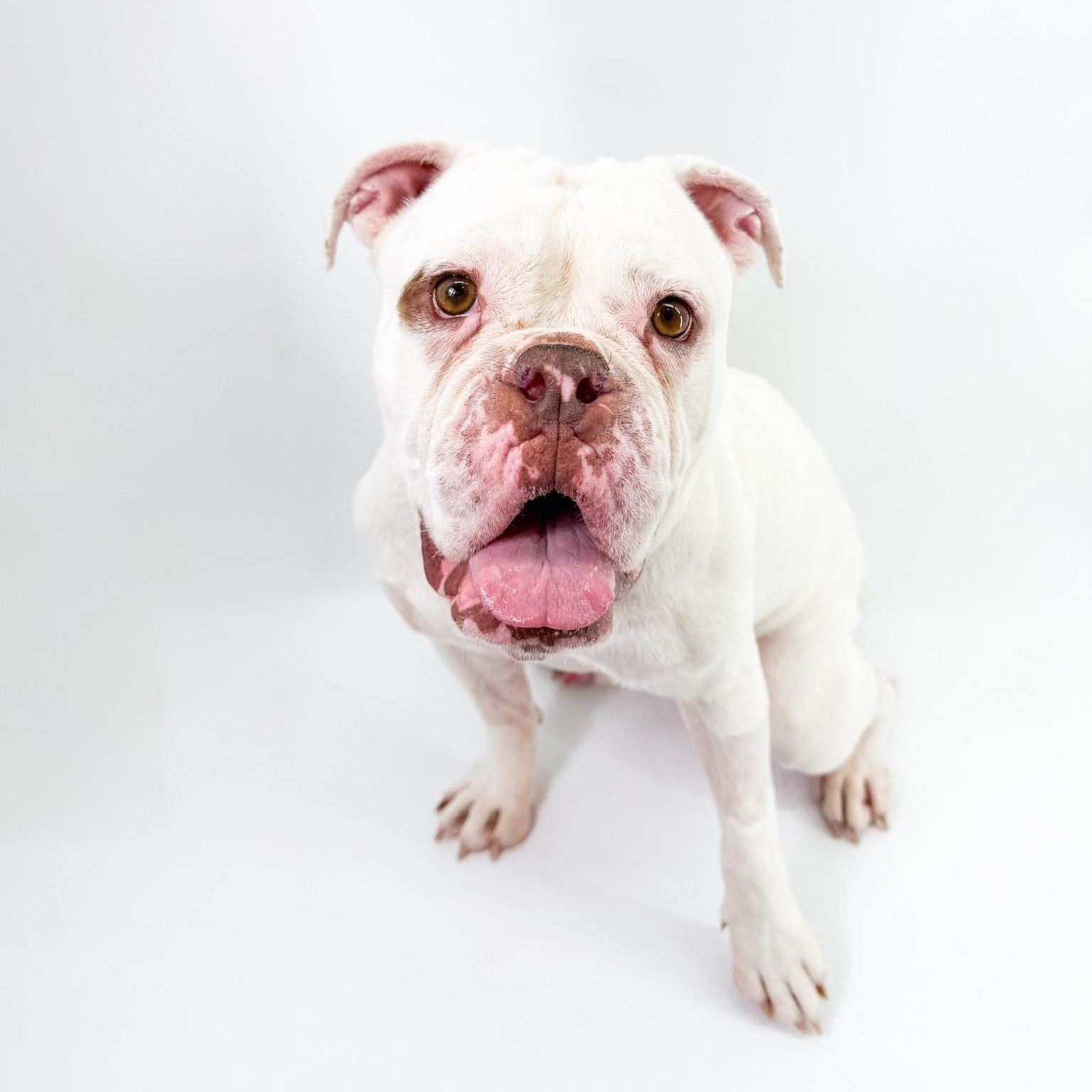 Casper, ADOPTABLE, Adult Male English Bulldog.