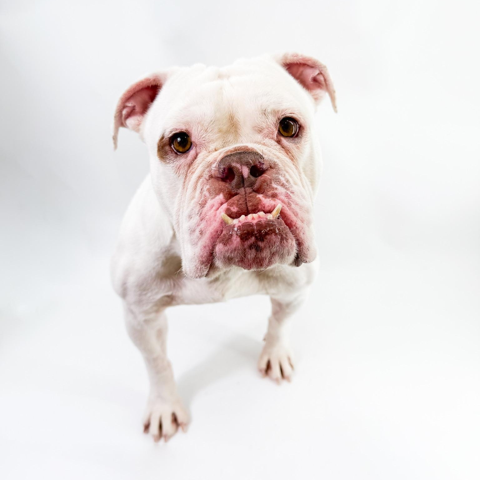 Enlarge Casper, a ADOPTABLE English Bulldog in Scottsdale, AZ image 2/5