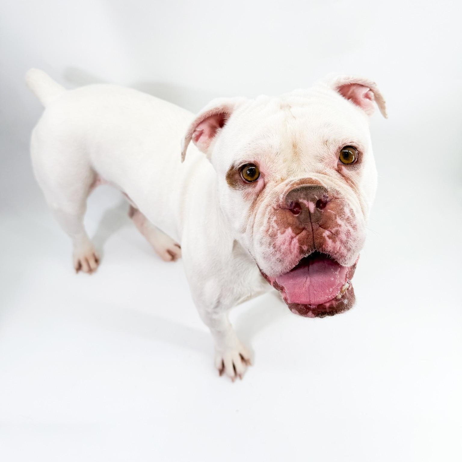 Enlarge Casper, a ADOPTABLE English Bulldog in Scottsdale, AZ image 3/5
