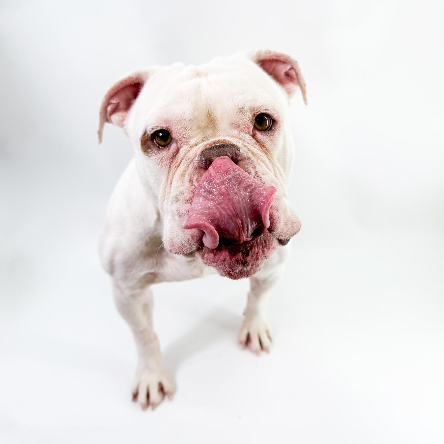 Enlarge Casper, a ADOPTABLE English Bulldog in Scottsdale, AZ image 4/5
