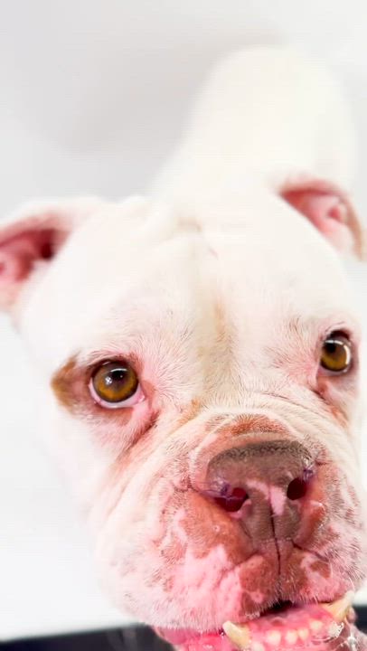 Enlarge Casper, a ADOPTABLE English Bulldog in Scottsdale, AZ video 5/5