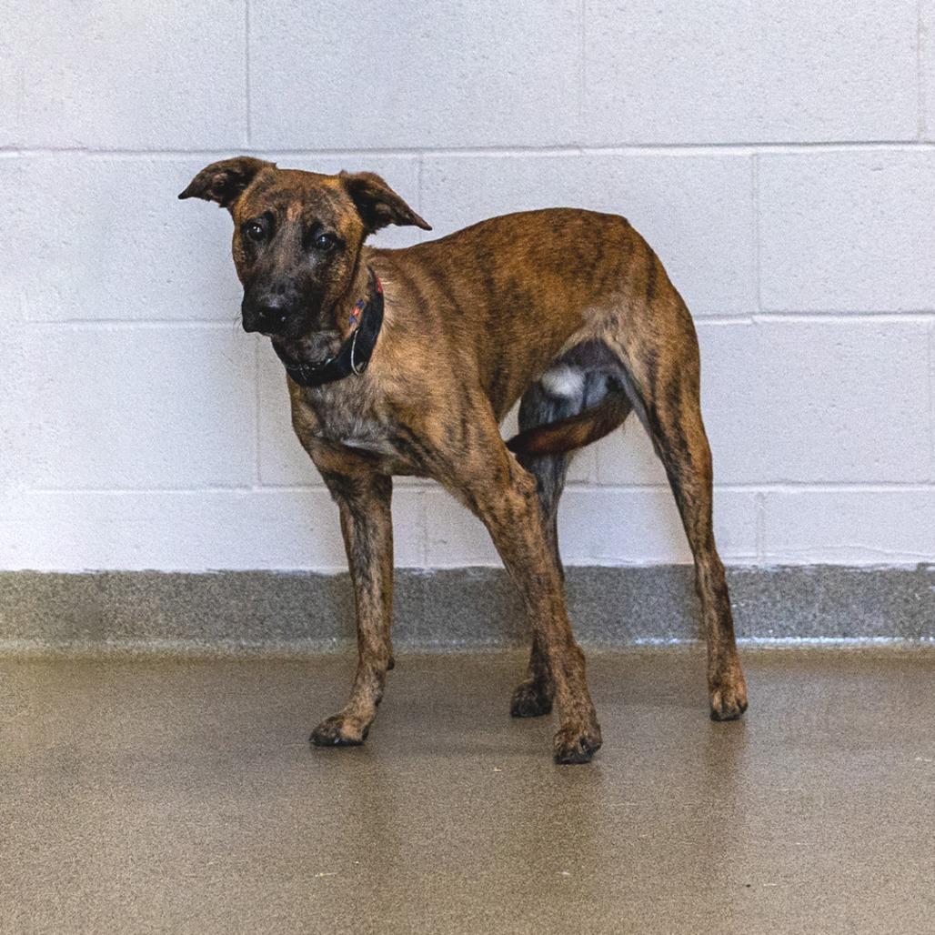 Moss, Adoptable, Young Male Mixed Breed.