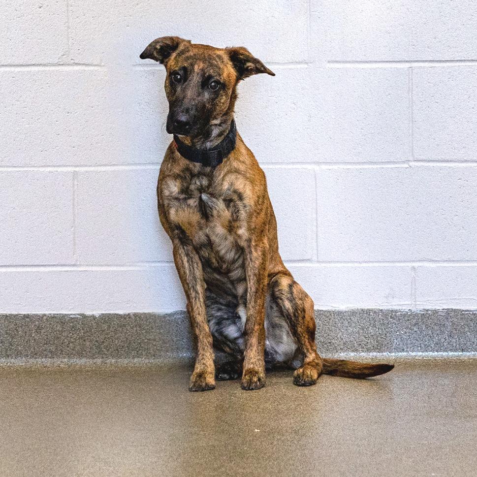 Enlarge Moss, a Adoptable Mixed Breed in Council Bluffs, IA image 2/3