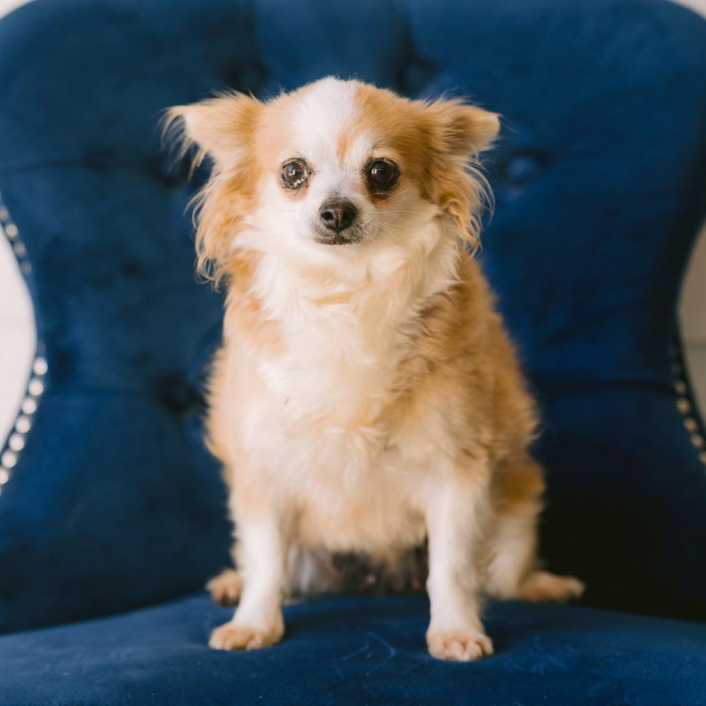 Doris, ADOPTABLE, Adult Female Chihuahua.