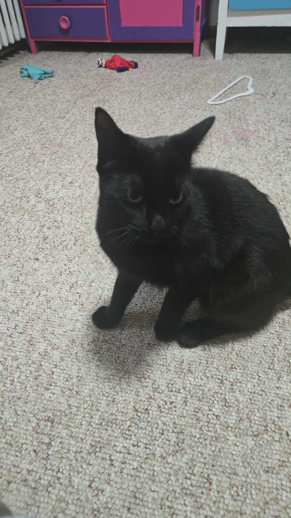 Tessie, a Adoptable Domestic Short Hair in East Amherst, NY image 6/6