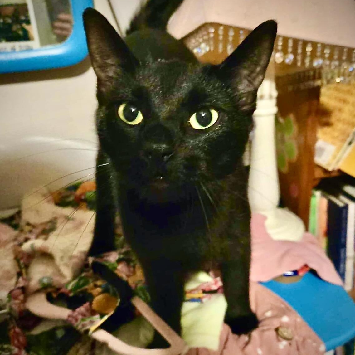 Tessie, a Adoptable Domestic Short Hair in East Amherst, NY image 2/6