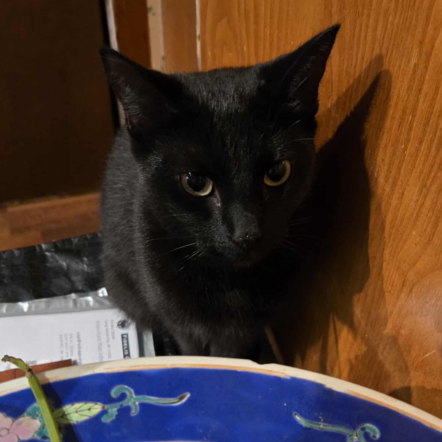 Tessie, a Adoptable Domestic Short Hair in East Amherst, NY image 5/6