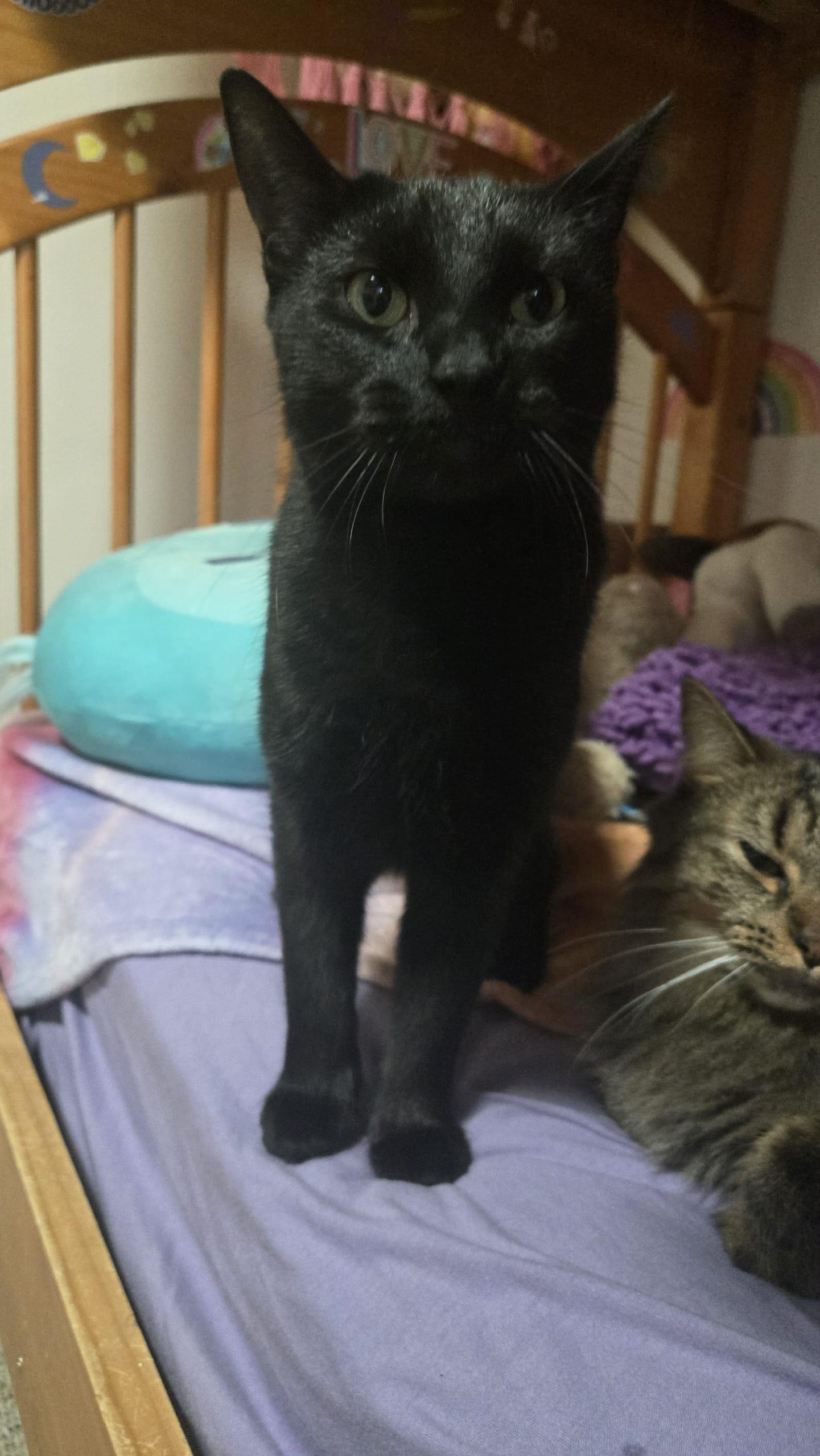 Tessie, a Adoptable Domestic Short Hair in East Amherst, NY image 3/6