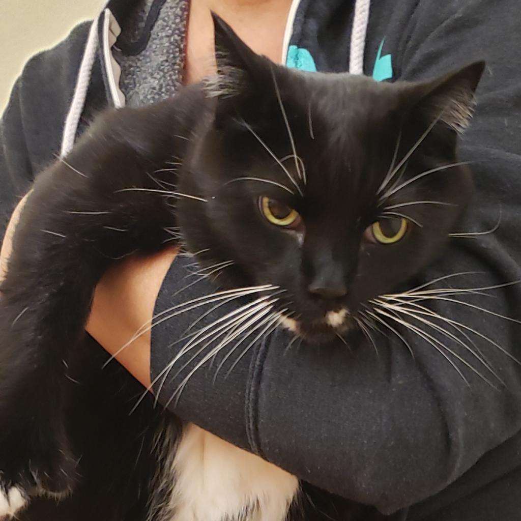 Enlarge Yoshi, a Adoptable Domestic Short Hair in Novelty, OH image 1/6