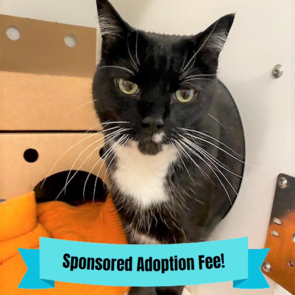 Enlarge Yoshi, a Adoptable Domestic Short Hair in Novelty, OH image 2/6