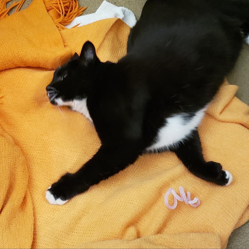 Enlarge Yoshi, a Adoptable Domestic Short Hair in Novelty, OH image 3/6