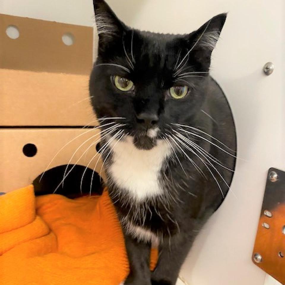 Enlarge Yoshi, a Adoptable Domestic Short Hair in Novelty, OH image 4/6