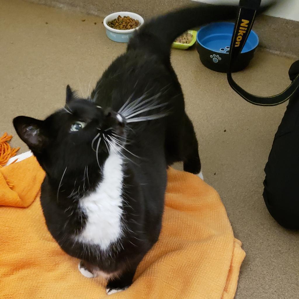 Enlarge Yoshi, a Adoptable Domestic Short Hair in Novelty, OH image 5/6