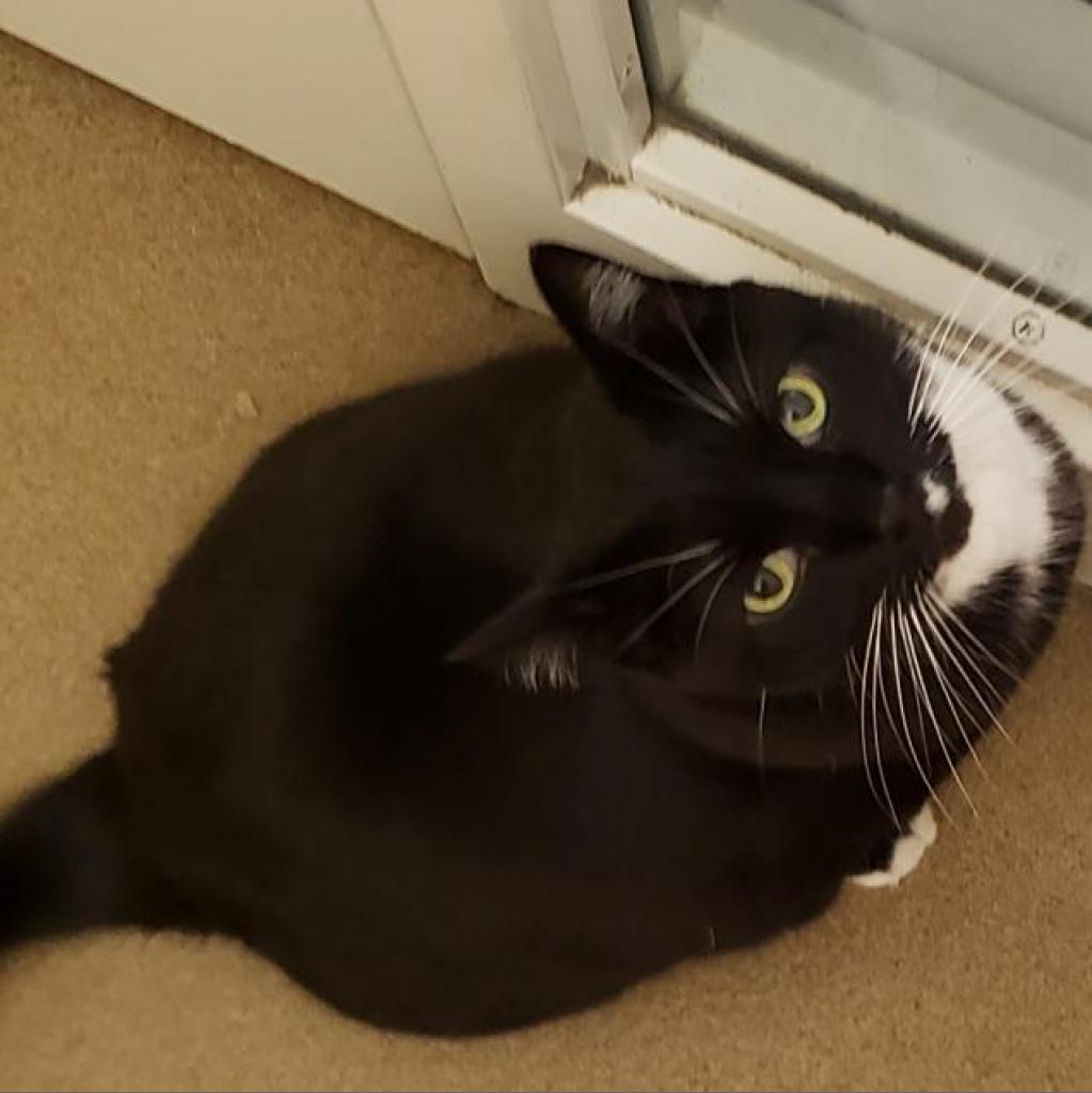 Enlarge Yoshi, a Adoptable Domestic Short Hair in Novelty, OH image 6/6