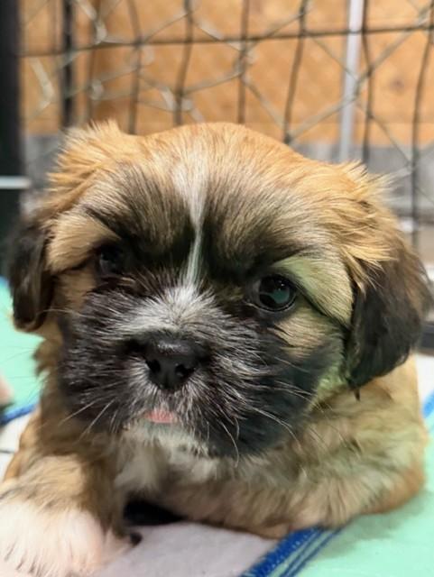 Enlarge Biscuit, an adopted Shih Tzu in Knoxville, TN image 2/2