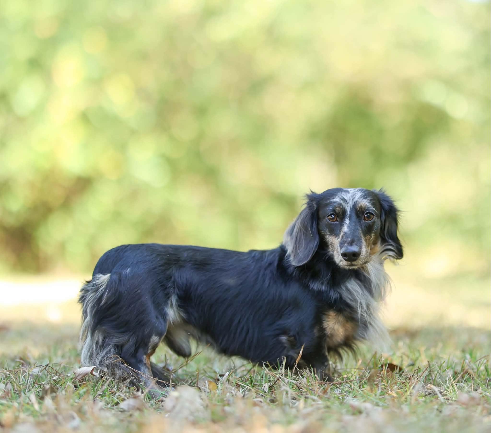 Enlarge Nate, a Adoptable Dachshund (Long Haired) in Enfield, CT image 2/6