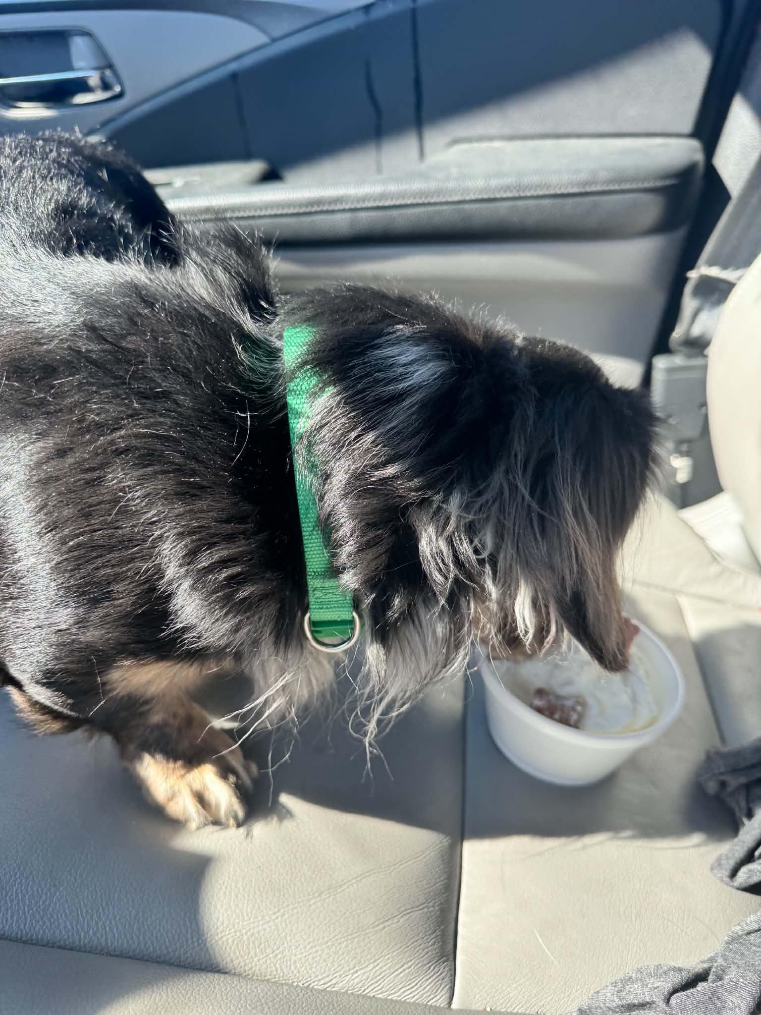 Enlarge Nate, a Adoptable Dachshund (Long Haired) in Enfield, CT image 5/6