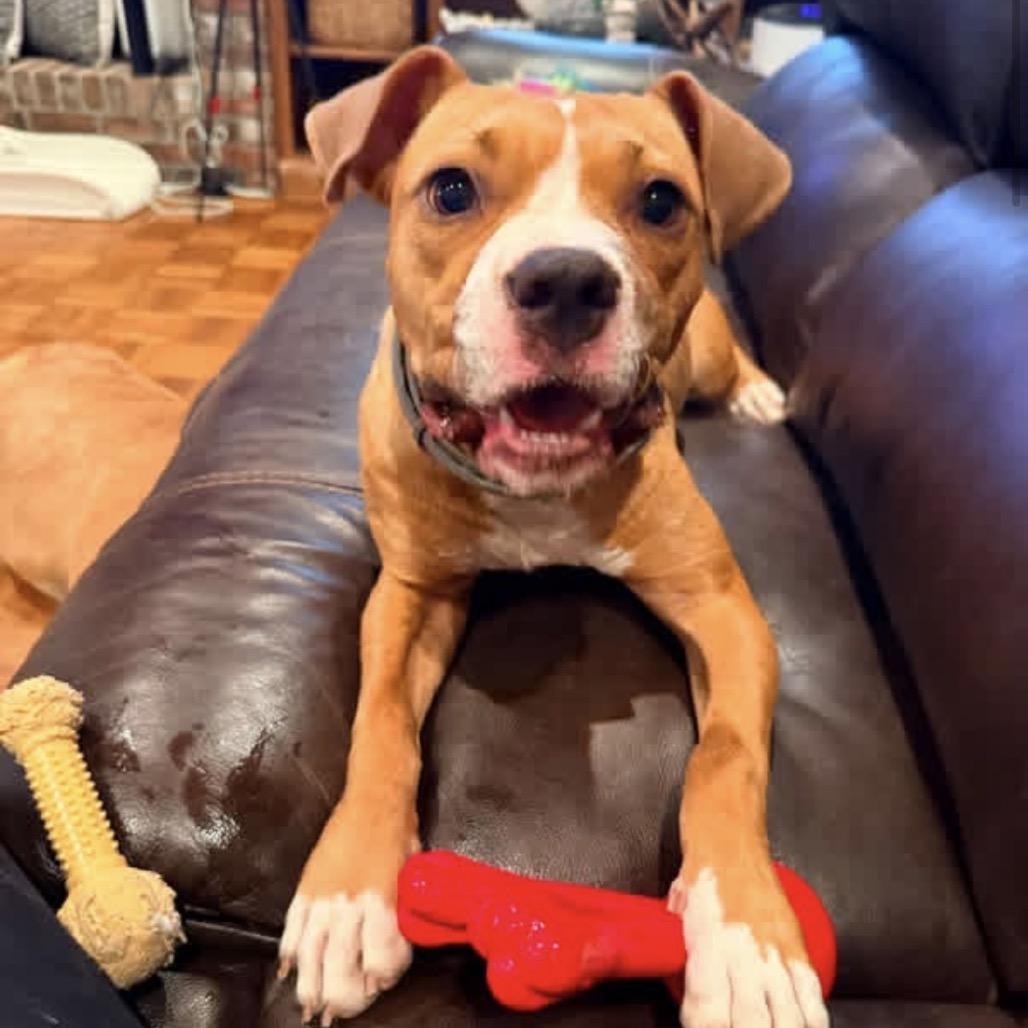 Enlarge Bellissimo 22882, a Adoptable mixed breed in Minneapolis, MN image 1/6