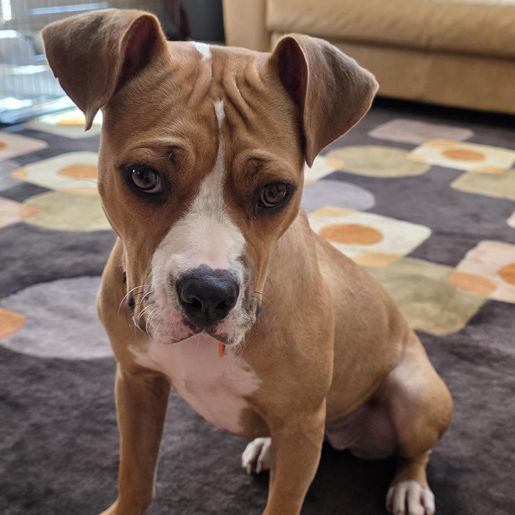 Enlarge Bellissimo 22882, a Adoptable mixed breed in Minneapolis, MN image 2/6