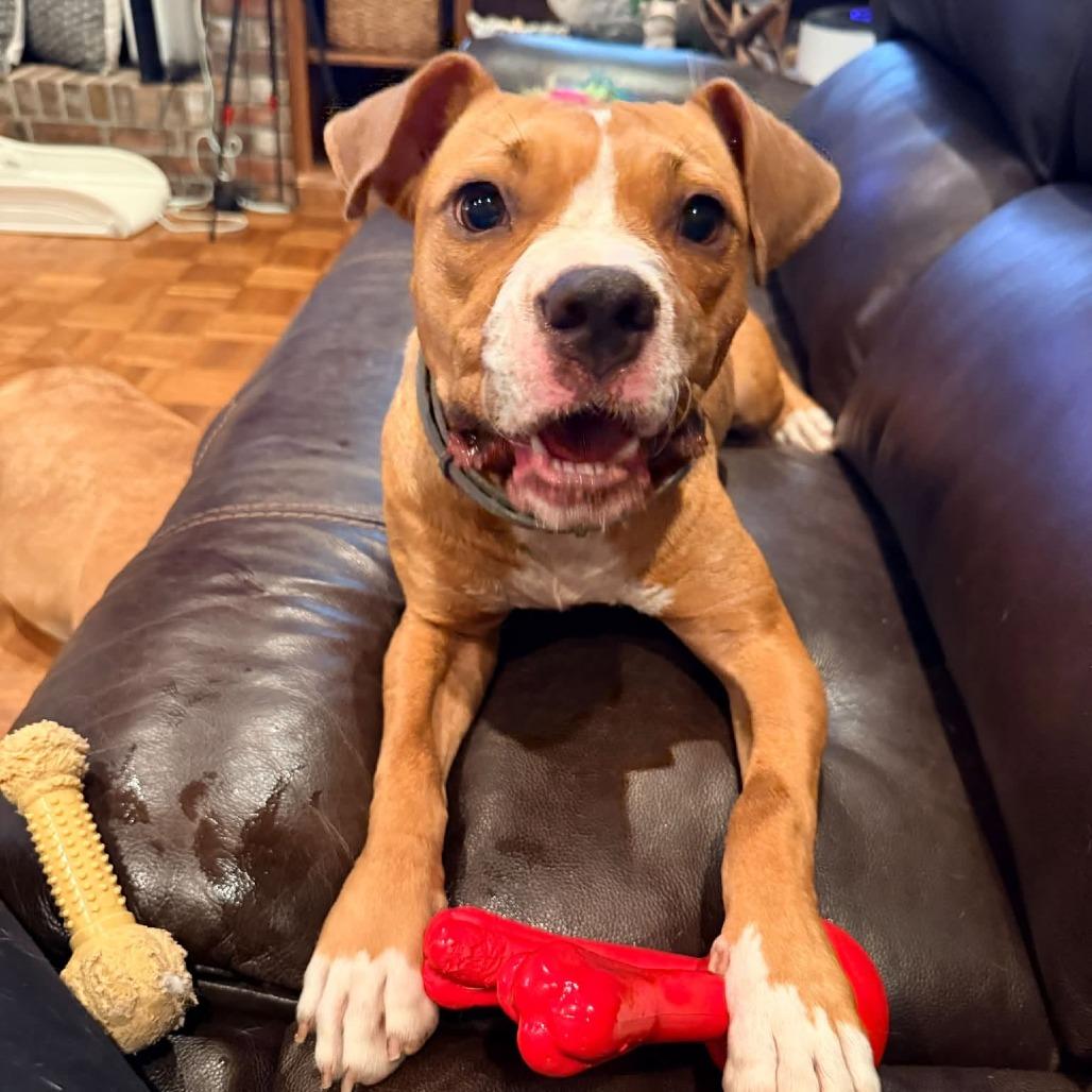 Enlarge Bellissimo 22882, a Adoptable mixed breed in Minneapolis, MN image 3/6