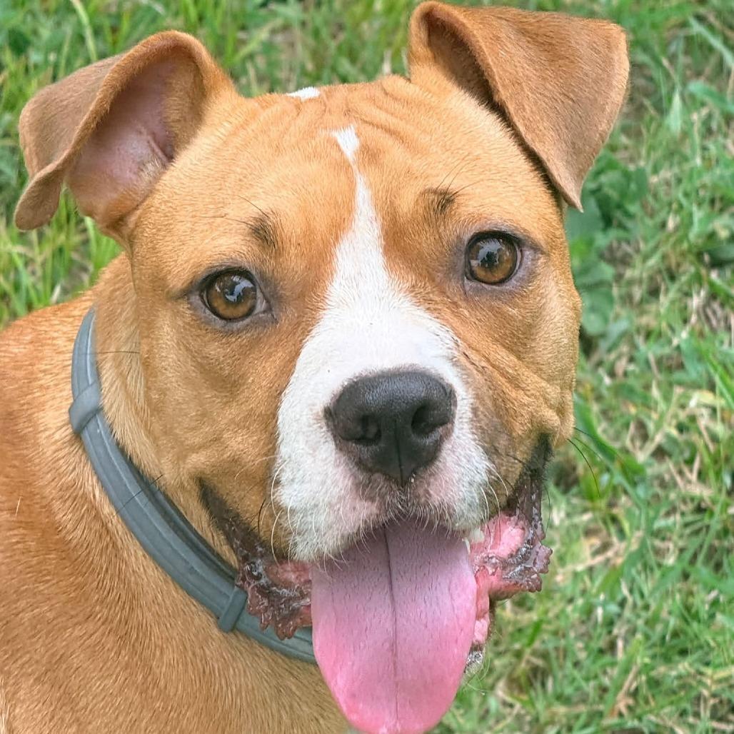Enlarge Bellissimo 22882, a Adoptable mixed breed in Minneapolis, MN image 4/6