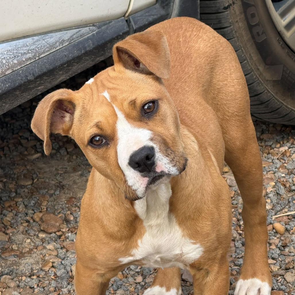 Enlarge Bellissimo 22882, a Adoptable mixed breed in Minneapolis, MN image 5/6