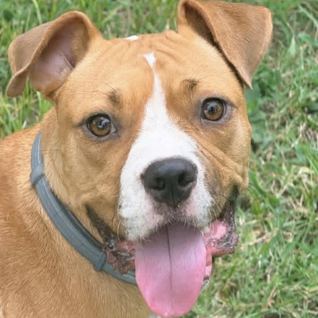 Enlarge Bellissimo 22882, a Adoptable mixed breed in Minneapolis, MN image 6/6