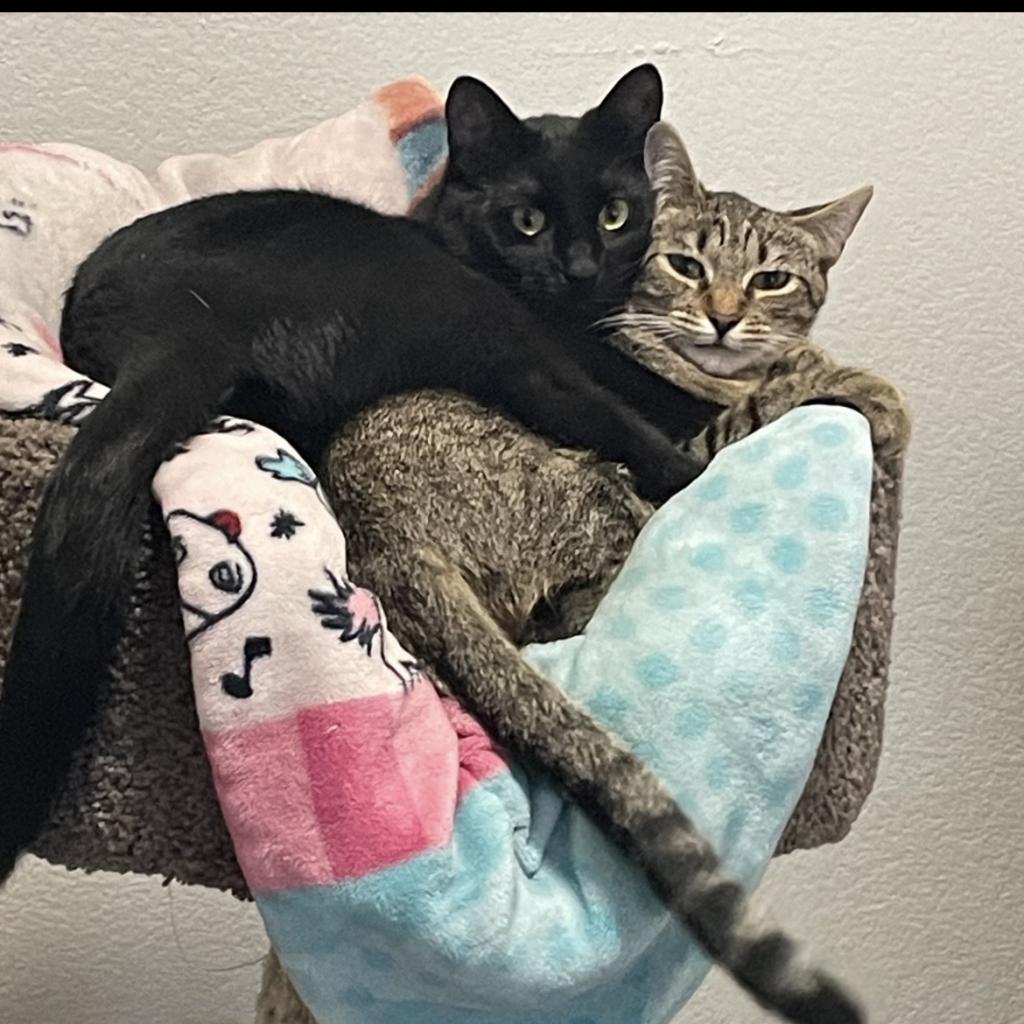 Max, Adoptable, Adult Male Domestic Short Hair & Domestic Short Hair.
