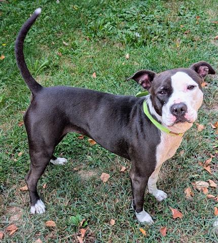 GABRIELLE, Adoptable, Adult Female Pit Bull Terrier.