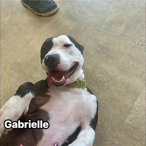 GABRIELLE, Adoptable, Adult Female Pit Bull Terrier.