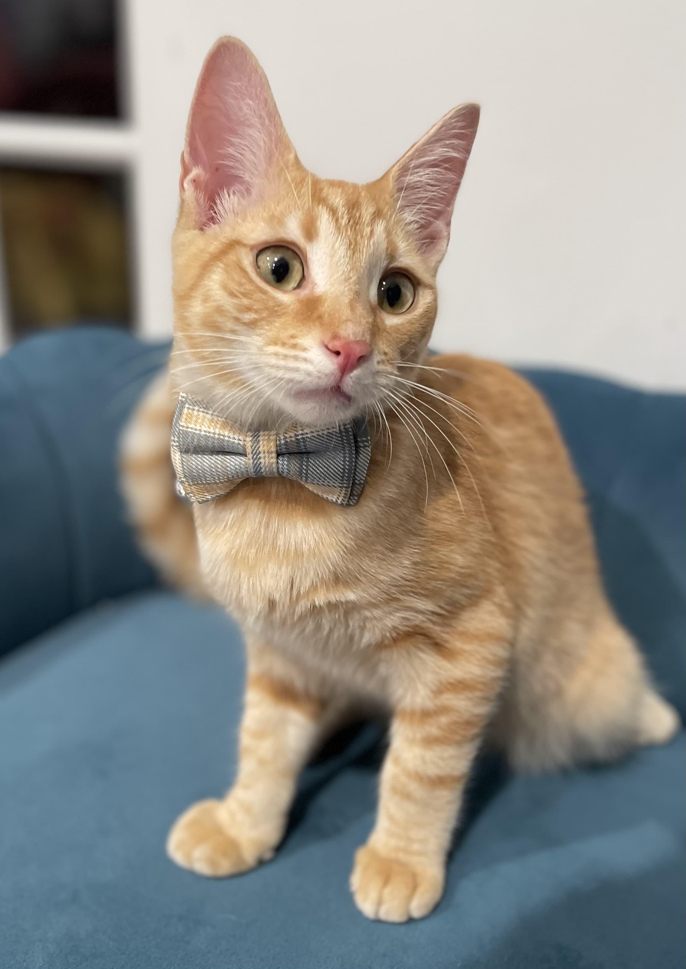 Nacho