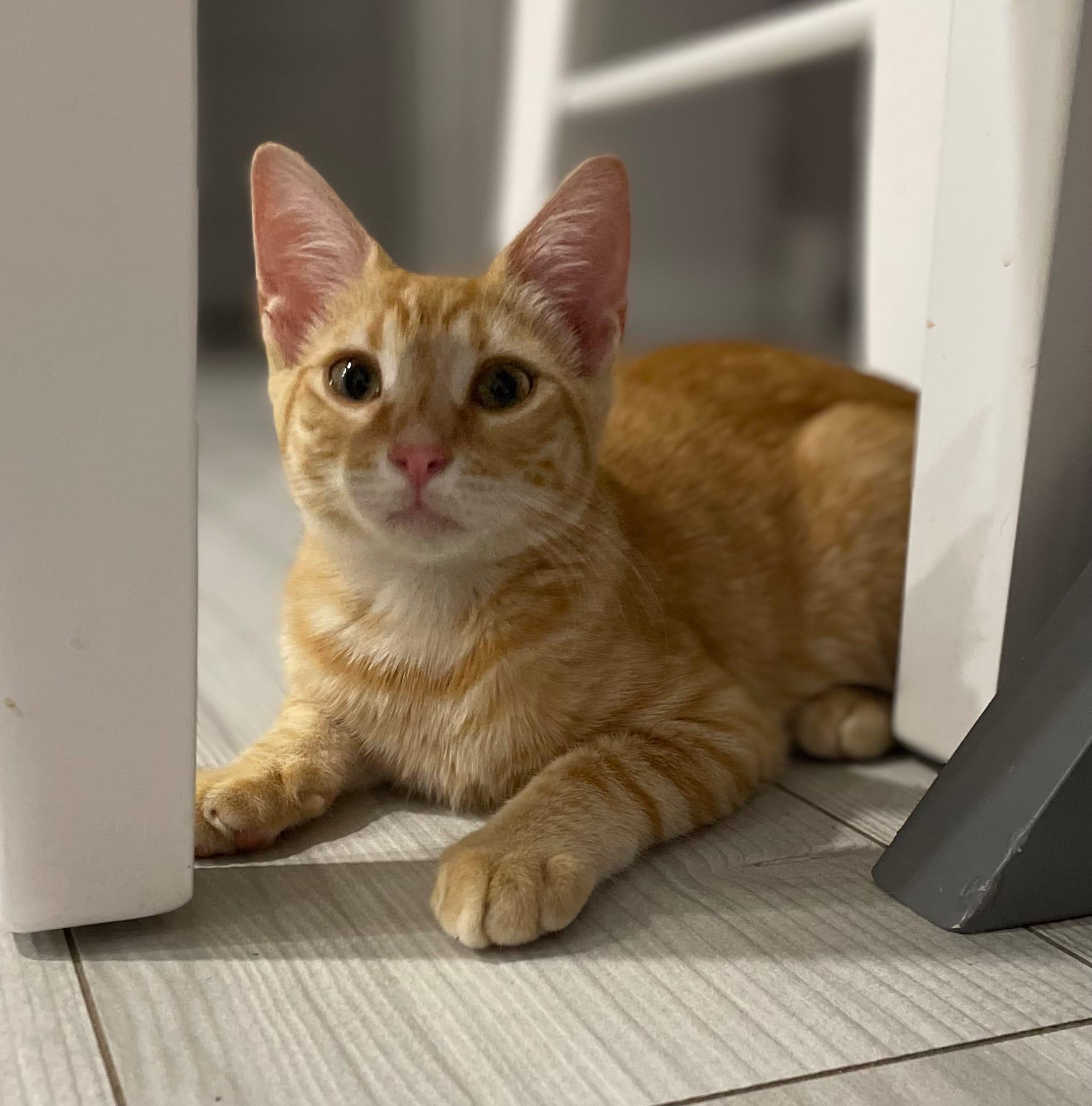 Nacho