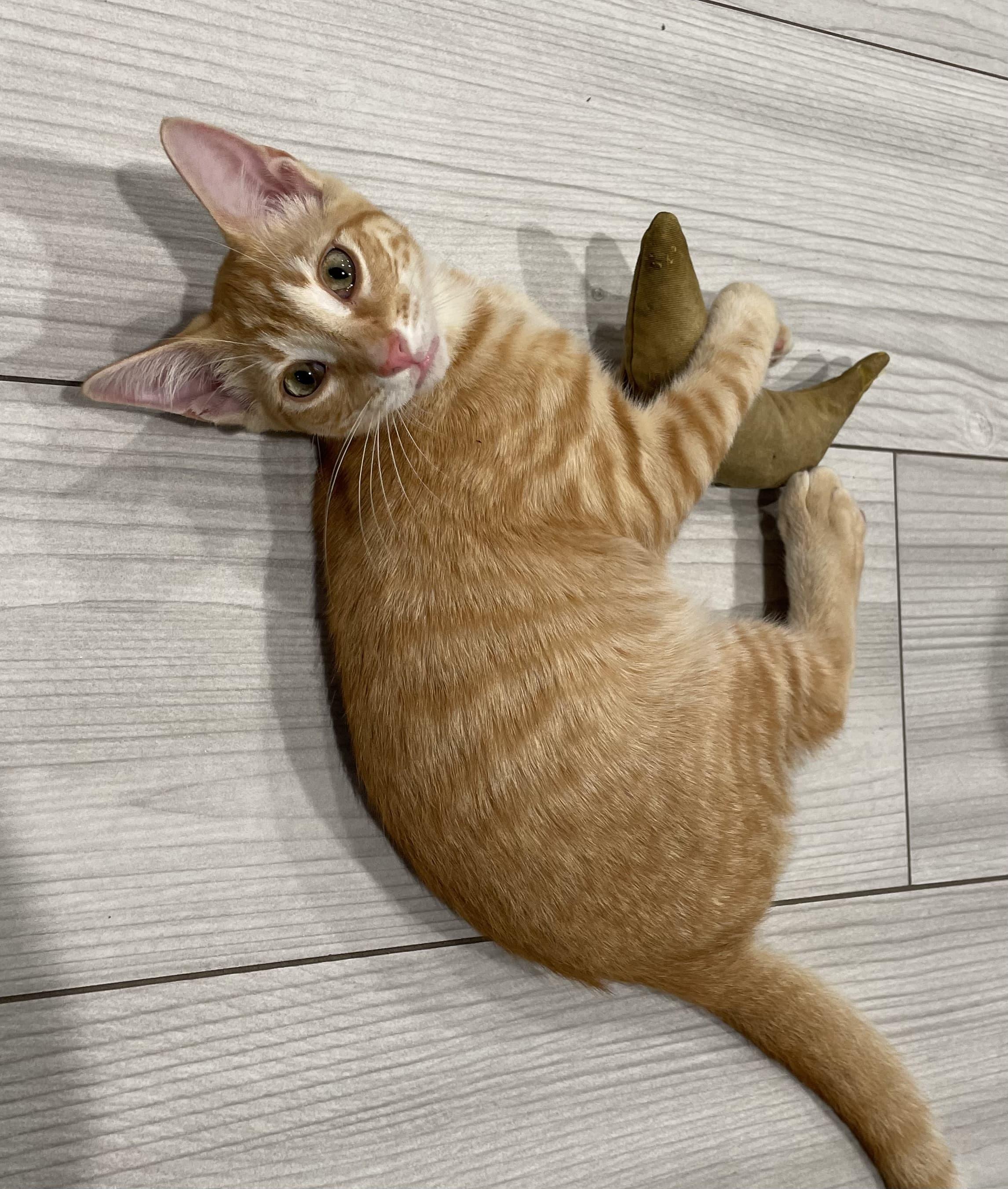 Nacho