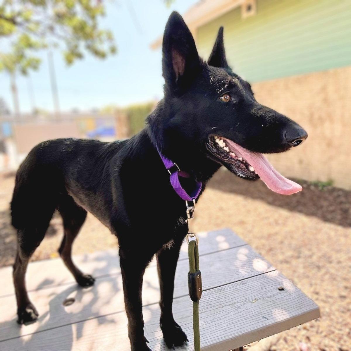 Enlarge Karlita, a Adoptable German Shepherd Dog in Oakland, CA image 1/3