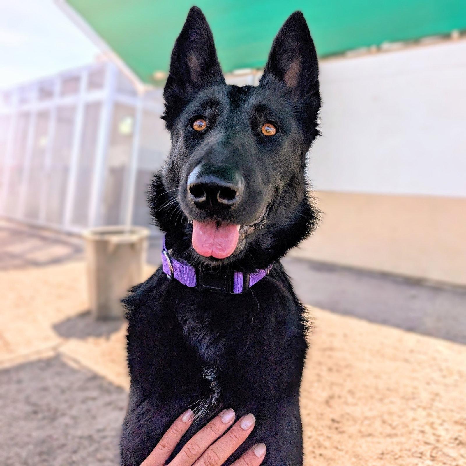 Enlarge Karlita, a Adoptable German Shepherd Dog in Oakland, CA image 2/3