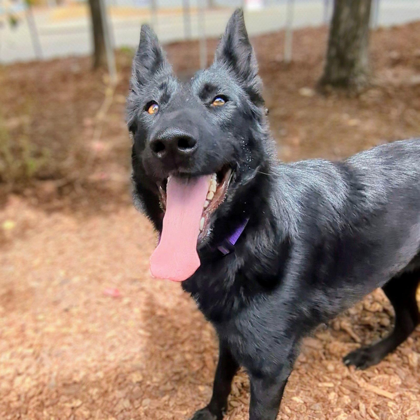 Enlarge Karlita, a Adoptable German Shepherd Dog in Oakland, CA image 3/3