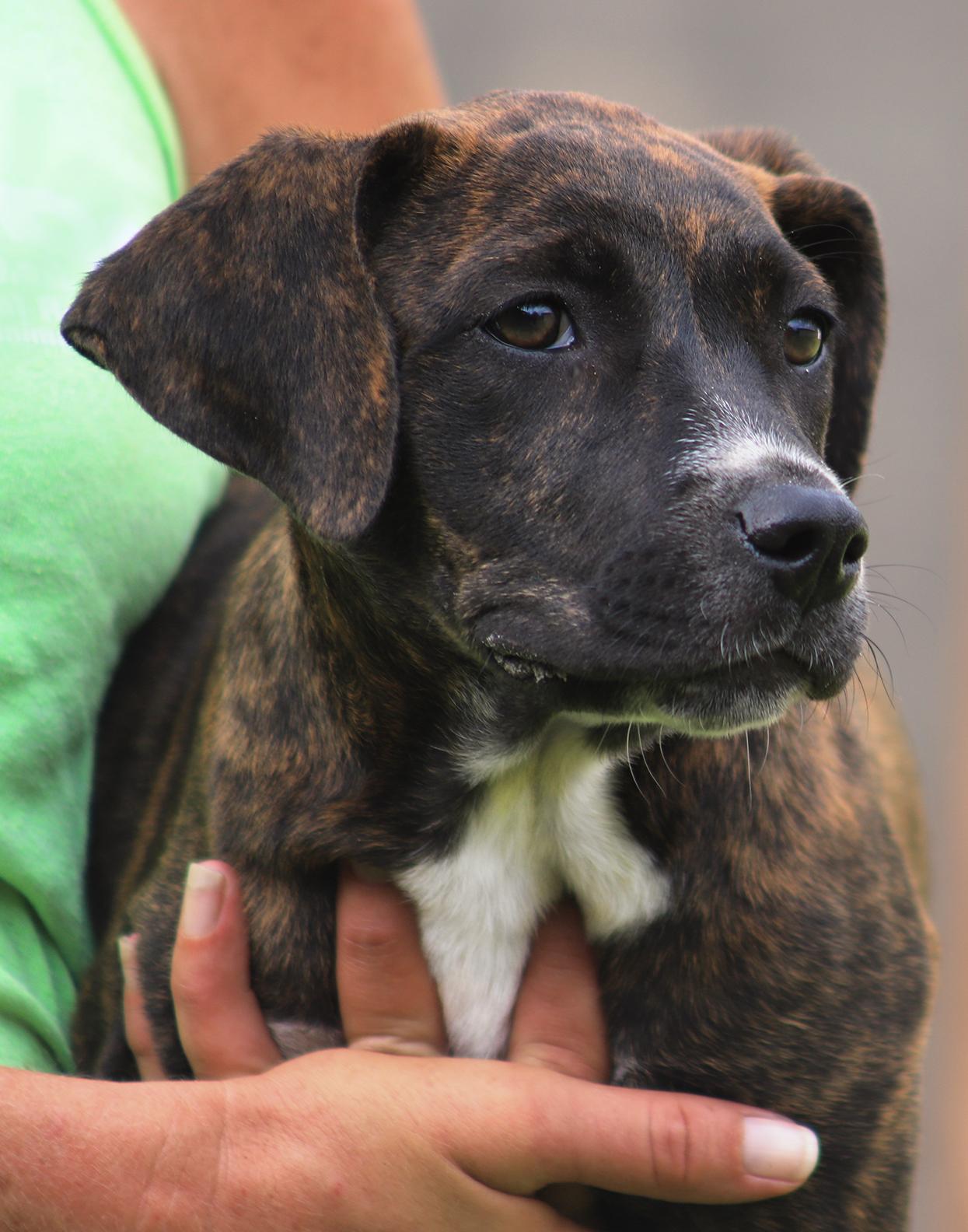 Enlarge Georgia, an adopted mixed breed in North Fort Myers, FL image 3/3