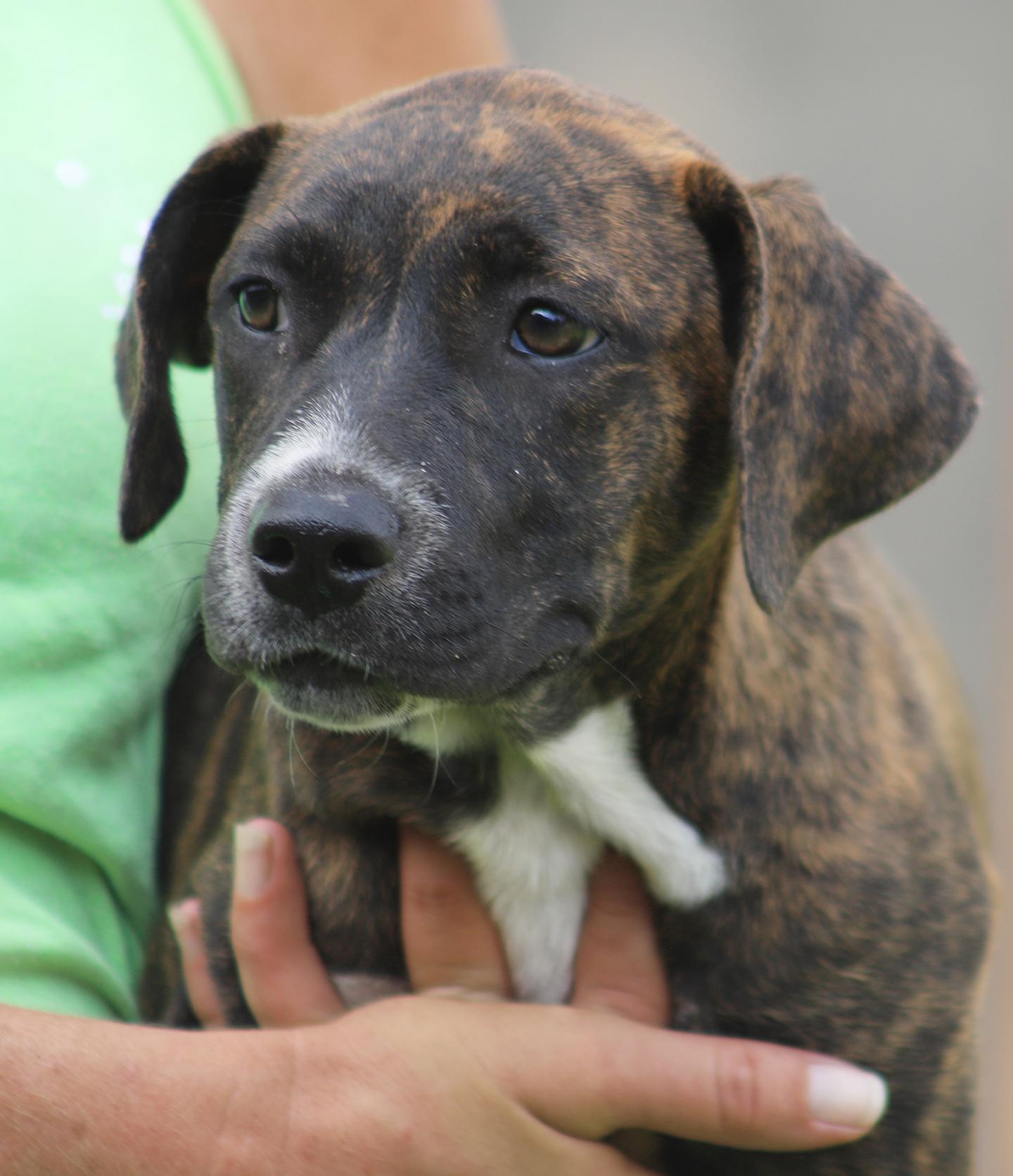 Enlarge Georgia, an adopted mixed breed in North Fort Myers, FL image 2/3